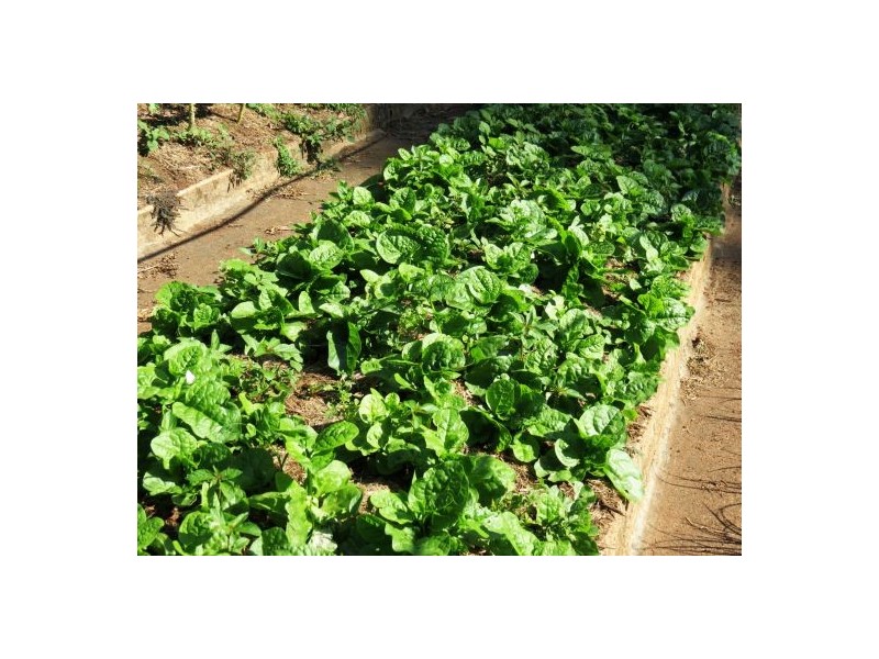 46 Chevallum Road, Palmwoods QLD 4555