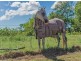 67 Thomas Road, Bli Bli QLD 4560