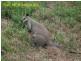 86 Camp Flat Road, Bli Bli QLD 4560