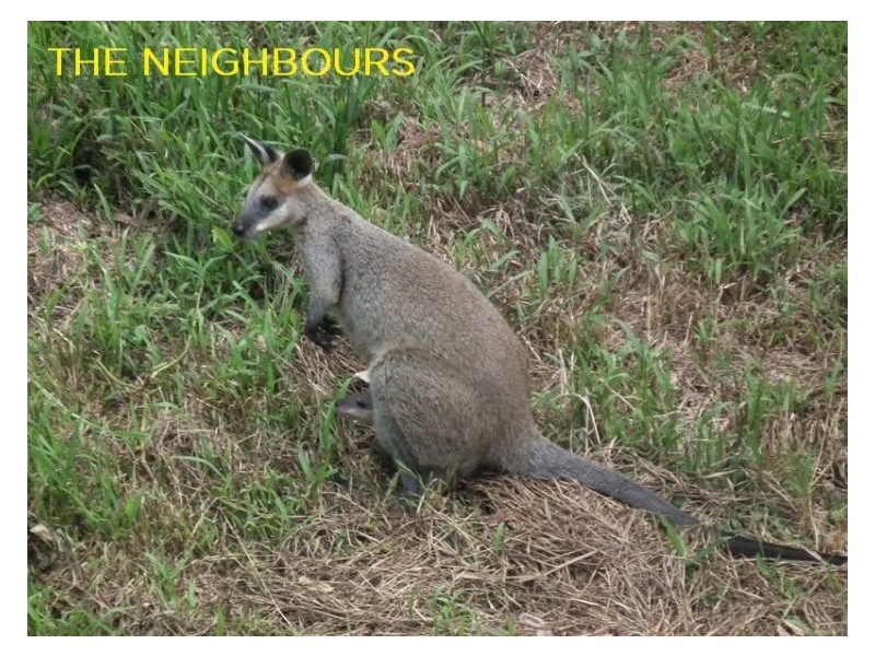 86 Camp Flat Road, Bli Bli QLD 4560