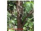 86 Camp Flat Road, Bli Bli QLD 4560