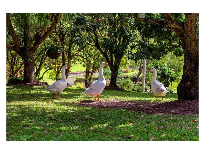 828 Yandina-Cooloolabin Road, Cooloolabin QLD 4560