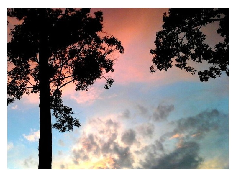 50 Cardinal Court, Palmwoods QLD 4555