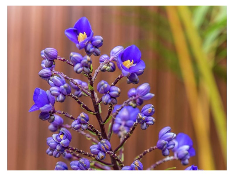 2 Casuarina Court, Nambour QLD 4560