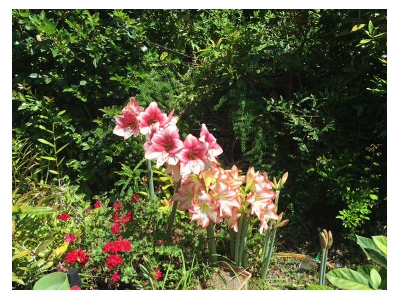 1 Josephine Court, Palmwoods QLD 4555