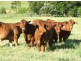 76 Kureelpa Falls Road, Kureelpa QLD 4560