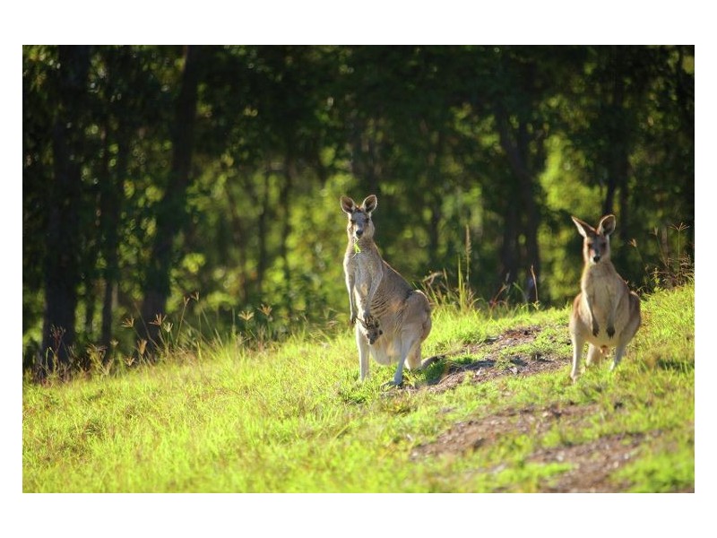 Wedgetail Court, Ninderry QLD 4561