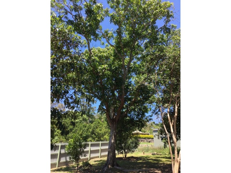 17 Buckle Street, Yandina QLD 4561