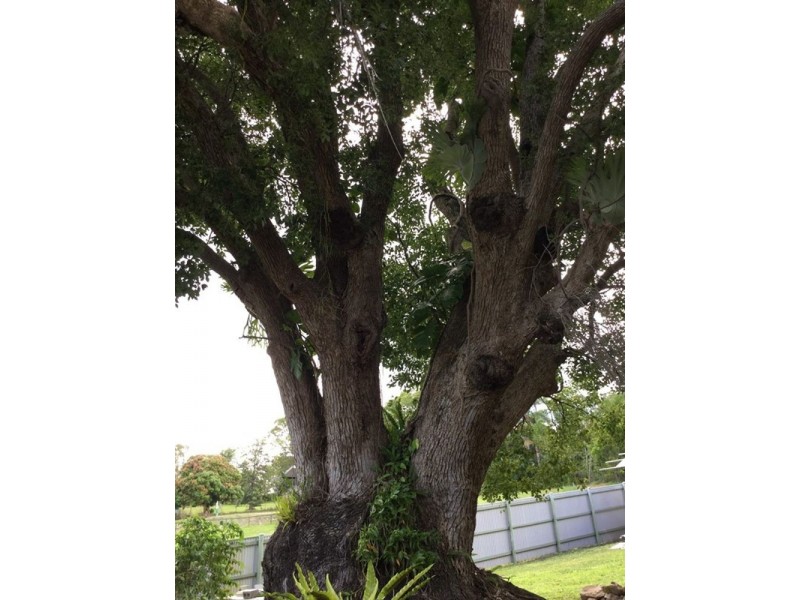 17 Buckle Street, Yandina QLD 4561