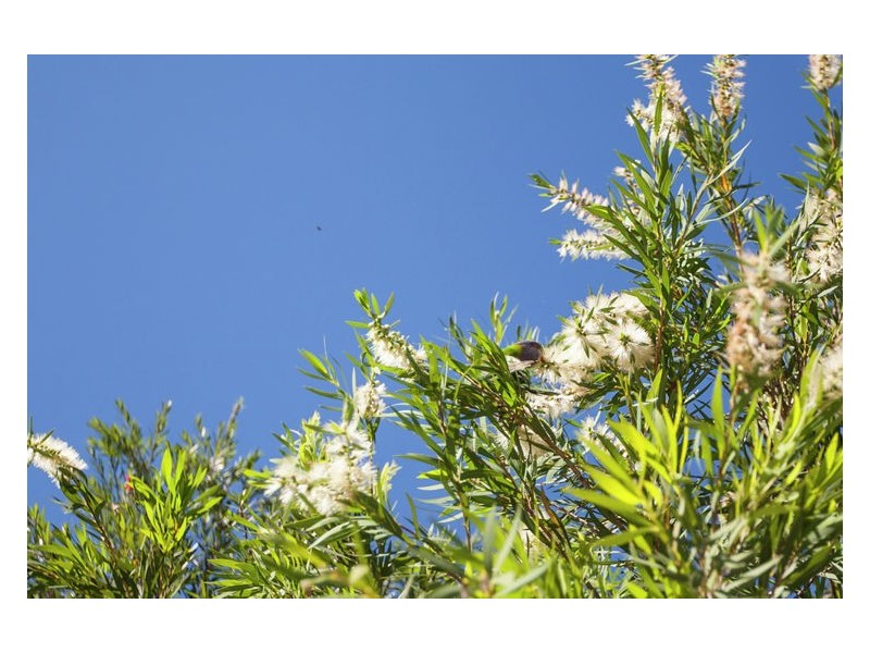 205 Wilson Road, Ilkley QLD 4554