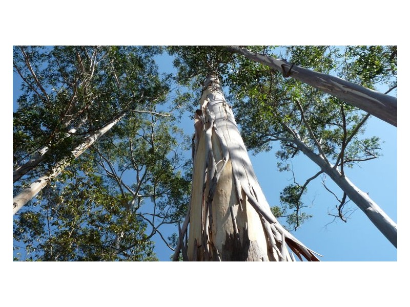 Lot 3 Isambert Road, Glenview QLD 4553