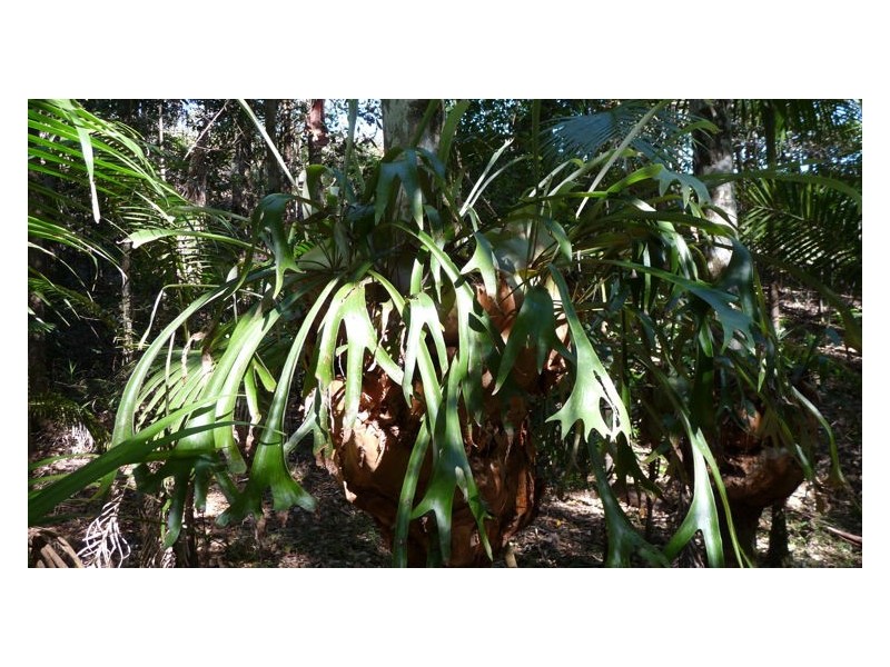 Lot 3 Isambert Road, Glenview QLD 4553