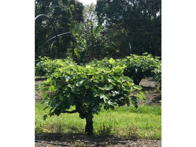 68 Kromes Road, North Arm QLD 4561