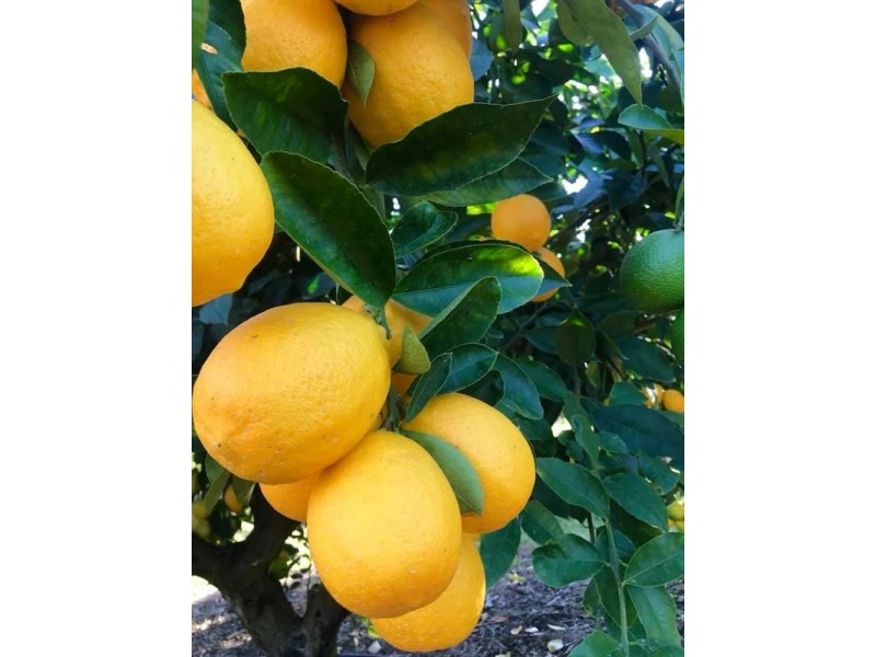 68 Kromes Road, North Arm QLD 4561