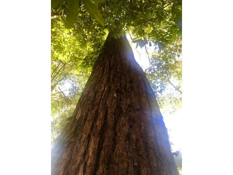 68 Kromes Road, North Arm QLD 4561