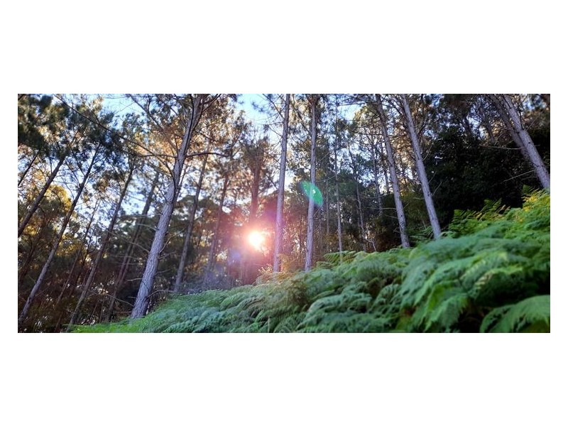 157 Middle Creek Road, Federal QLD 4568