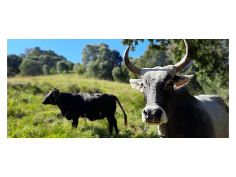 157 Middle Creek Road, Federal QLD 4568