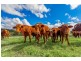 Lot 9 Lawrence Road, Carters Ridge QLD 4563