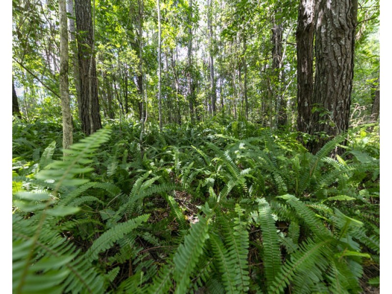 341 Diddillibah Road, Diddillibah QLD 4559