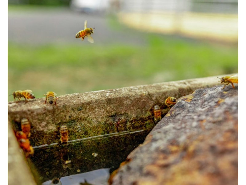 59 Ayrshire Road (Lot 3 on RP 226581), Yandina QLD 4561