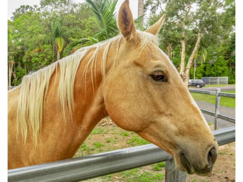 59 Ayrshire Road (Lot 3 on RP 226581), Yandina QLD 4561