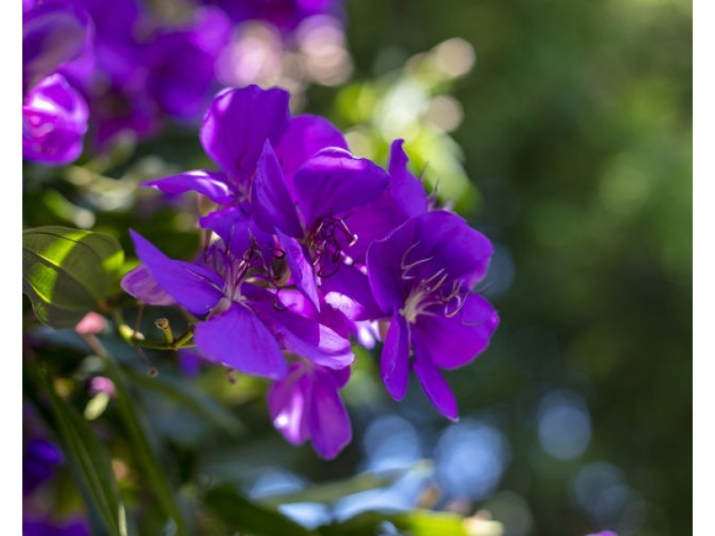 21 Nimbus Drive, Flaxton QLD 4560