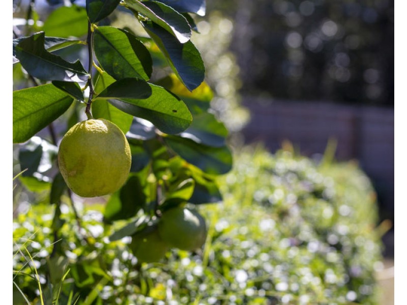 26 Reo Place, Yandina QLD 4561