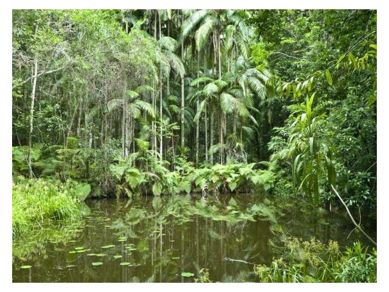 429 Kiel Mountain Road, Diddillibah QLD 4559