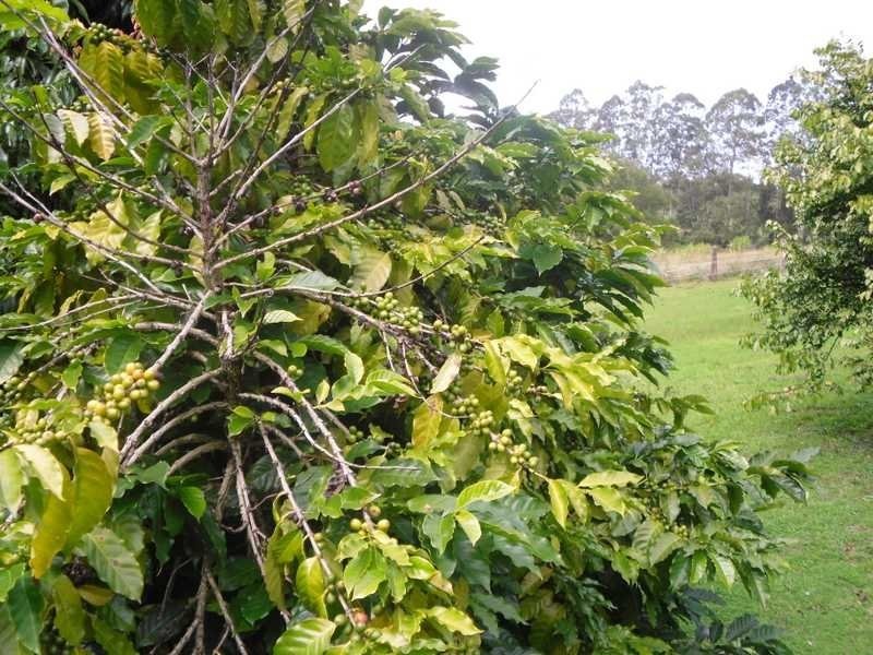 211 Delicia Road, Mapleton QLD 4560