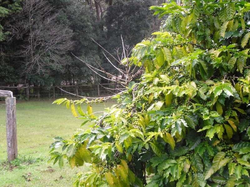 211 Delicia Road, Mapleton QLD 4560