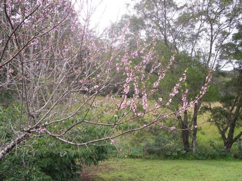 211 Delicia Road, Mapleton QLD 4560