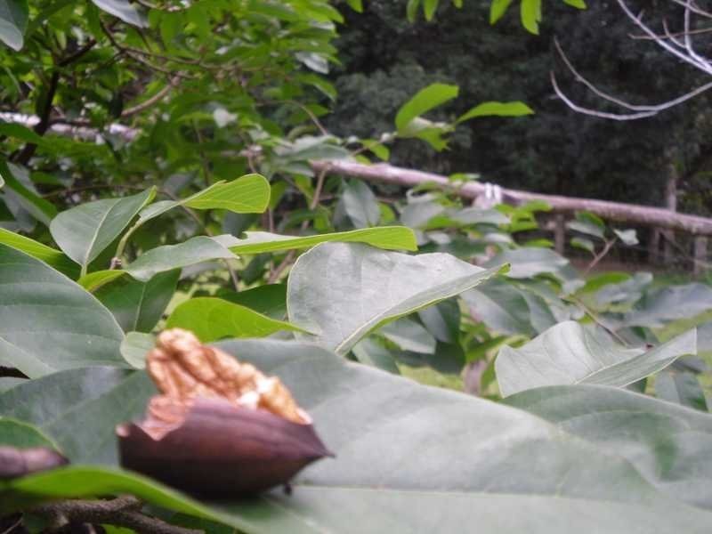 211 Delicia Road, Mapleton QLD 4560