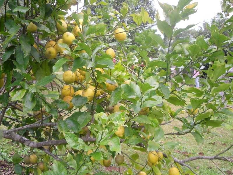 211 Delicia Road, Mapleton QLD 4560