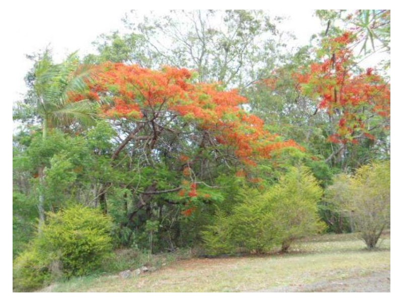 604 Blackall Range, Woombye QLD 4559