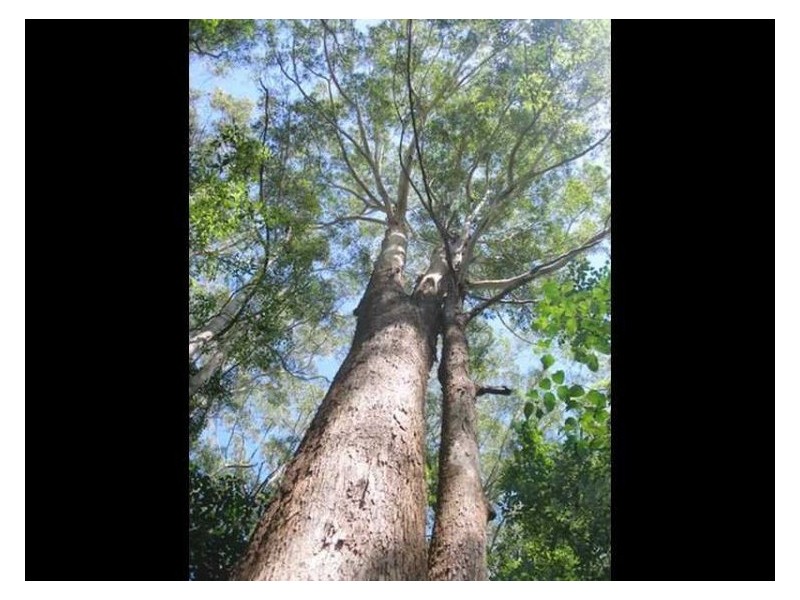 435 Kiel Mountain Road, Diddillibah QLD 4559