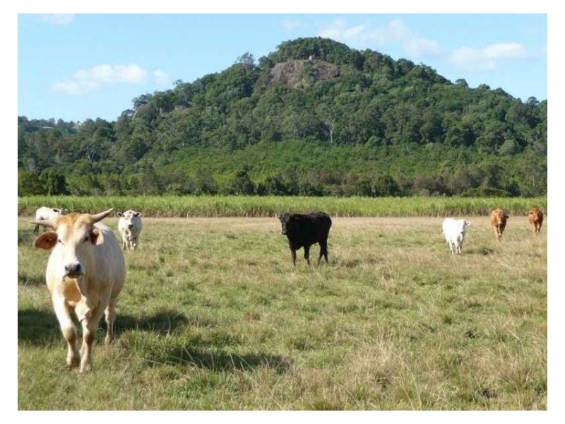 203 Yandina Bli Bli Road, Maroochy River QLD 4561