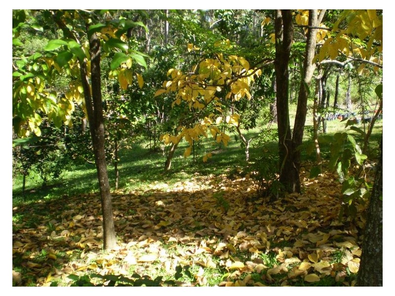 232 Ilkley Road, Ilkley QLD 4554