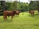 170 Dulong School Road, Dulong QLD 4560