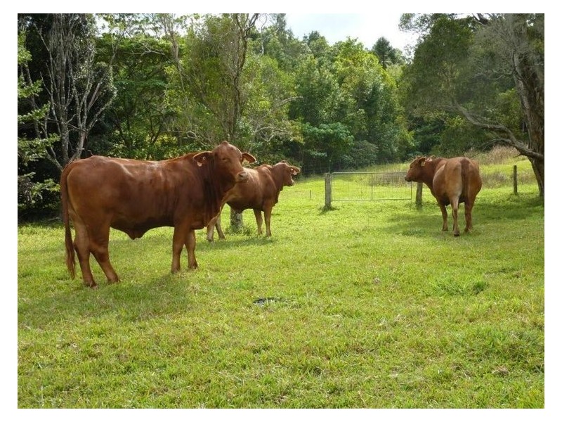170 Dulong School Road, Dulong QLD 4560