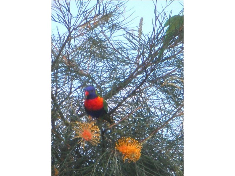 16 Tuckers Creek Drive, Nambour QLD 4560