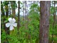 232 Kiel Mountain Road, Kiels Mountain QLD 4559