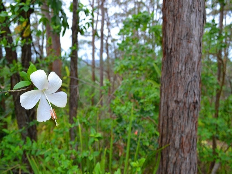232 Kiel Mountain Road, Kiels Mountain QLD 4559