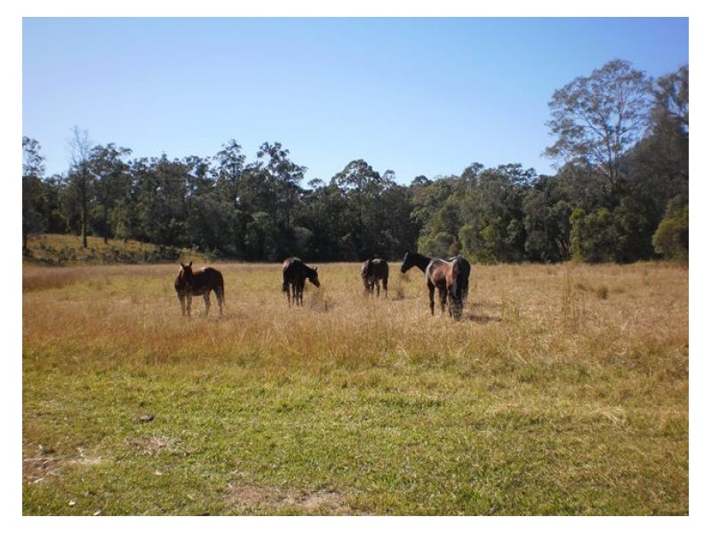 60-77 Oakey Creek Road, Gheerulla QLD 4574