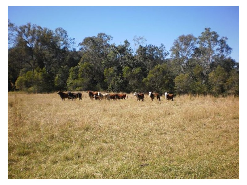 60-77 Oakey Creek Road, Gheerulla QLD 4574
