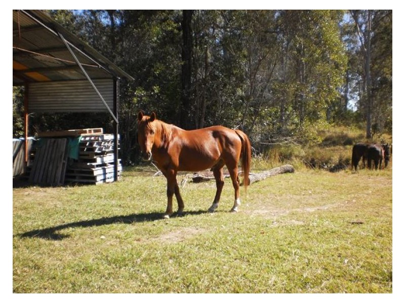 60-77 Oakey Creek Road, Gheerulla QLD 4574