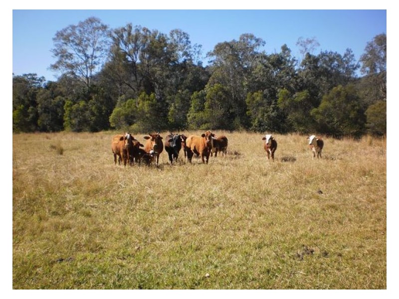 60-77 Oakey Creek Road, Gheerulla QLD 4574