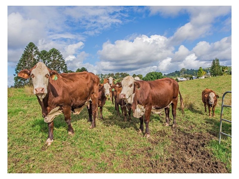 56 Dulong School Road, Dulong QLD 4560