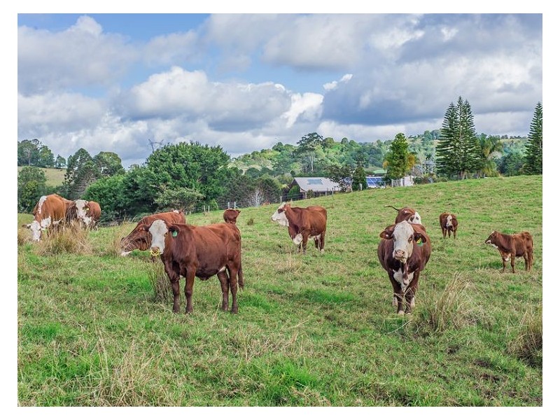 56 Dulong School Road, Dulong QLD 4560