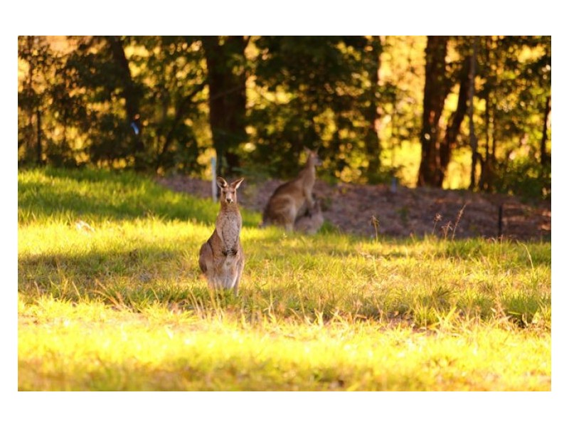 38-79 Mountain View Court, Yandina QLD 4561