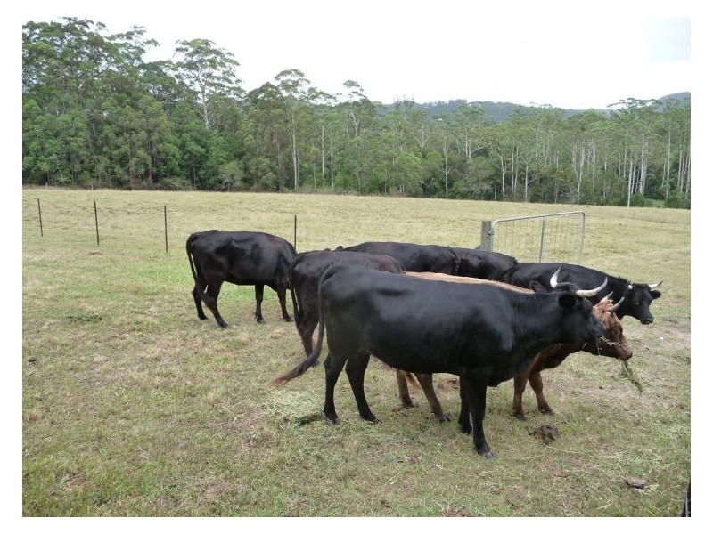 130 Sheahans Road, Yandina QLD 4561